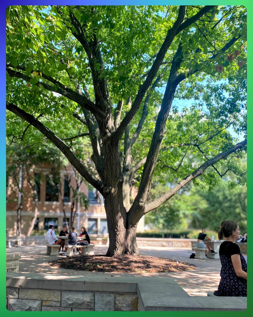 Red Oak growing in a quad where people are seeking shade.